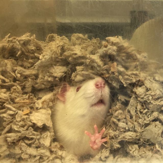 rat facing camera with paw up